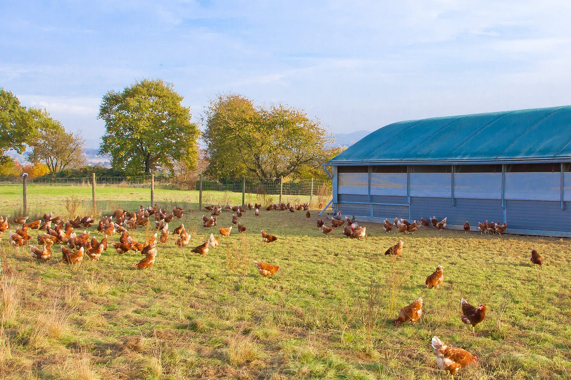 Free-Range Eggs